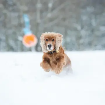 Cockerspaniel springt im Schnee